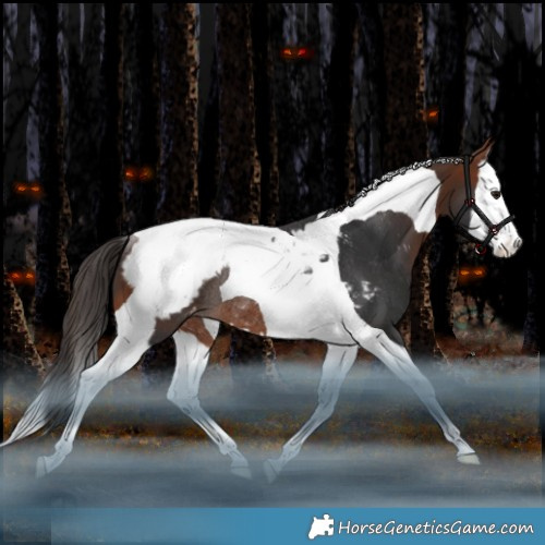 Horse Color:Bay Splash Tobiano Appaloosa Rabicano 