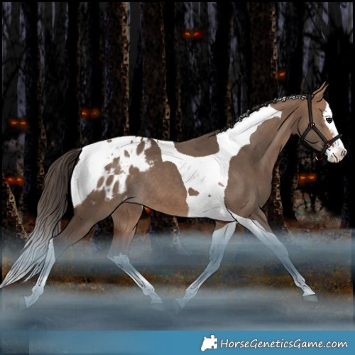 Horse Color:Bay Dun Splash Tobiano Appaloosa Rabicano 
