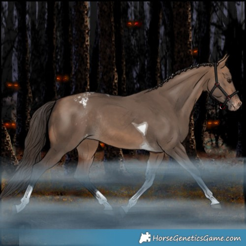 Horse Color:Bay Dun Tobiano Appaloosa Rabicano 