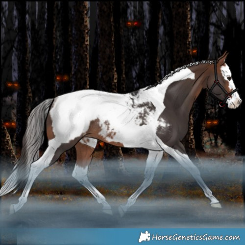 Horse Color:Bay Splash Tobiano Appaloosa Rabicano 