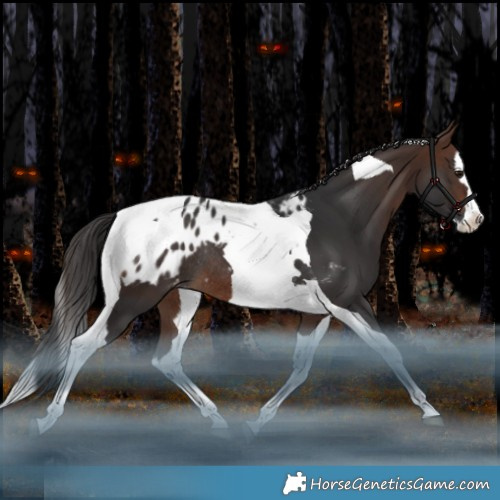 Horse Color:Brown Splash Tobiano Appaloosa Rabicano 