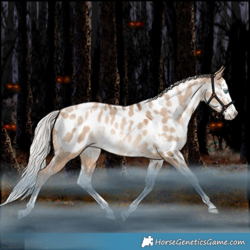 Horse Color:White Spotted Silver Bay Pearl Dun Splash Appaloosa Rabicano 