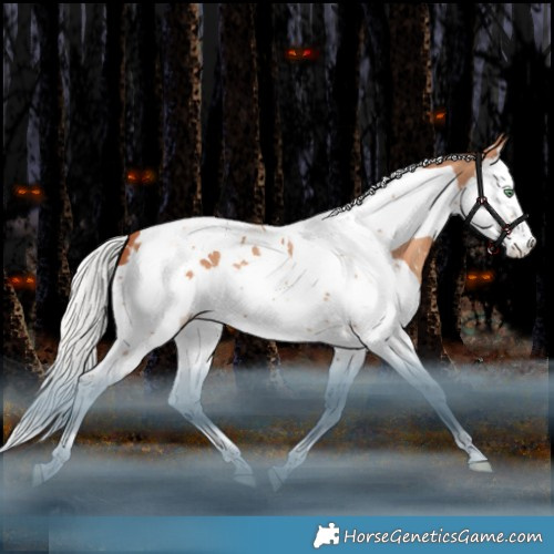 Horse Color:Silver Amber Champagne Splash Tobiano Appaloosa 