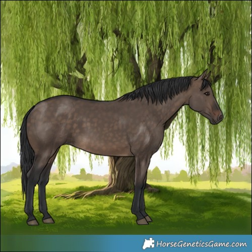 Horse Color:Brown Dun