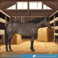 Horse Color:Brown Dun