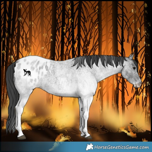 Horse Color:White Spotted Blue Roan Blanket 
