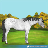 Horse Color:White Spotted Blue Roan Blanket