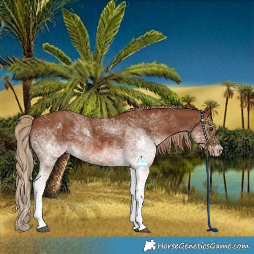 Horse Color:White Spotted Chestnut 