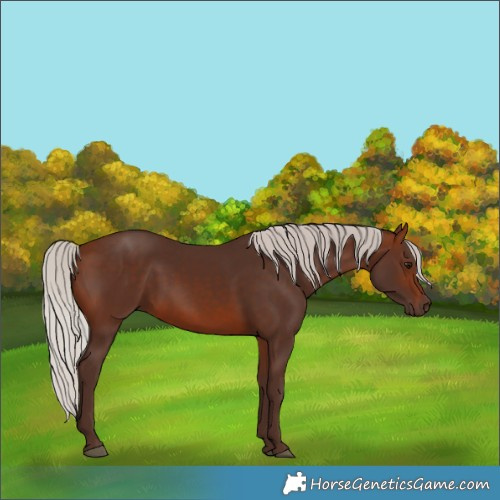 Horse Color:Silver Brown Rabicano 