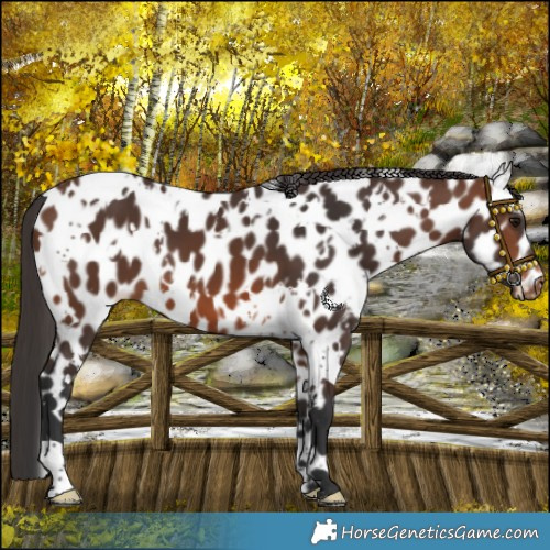 Horse Color:White Spotted Brown Skewed LP Spotted 