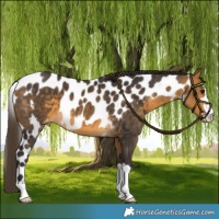 Horse Color:Buckskin Skewed LP Spotted 