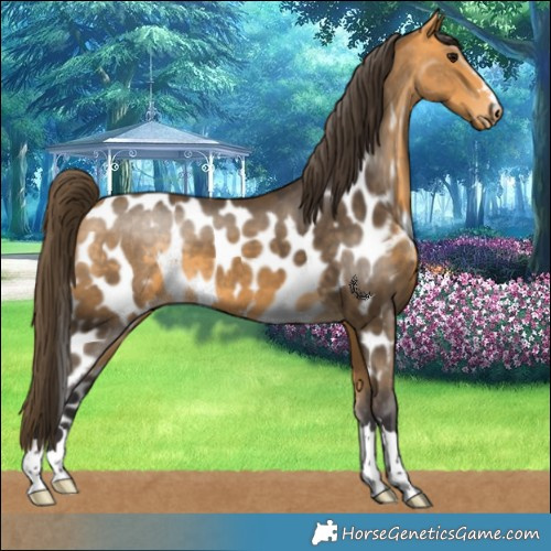 Horse Color:Buckskin Skewed LP Spotted 