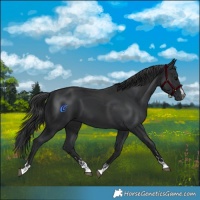 Horse Color:Black  and Black 