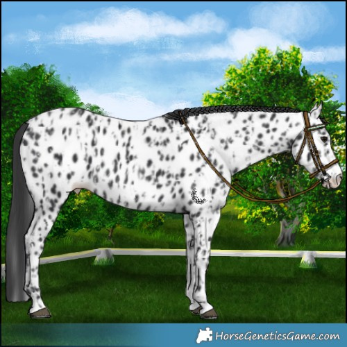 Horse Color:Black Appaloosa  and Black Appaloosa 