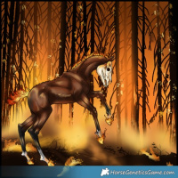 Horse Color:Gray Bay 