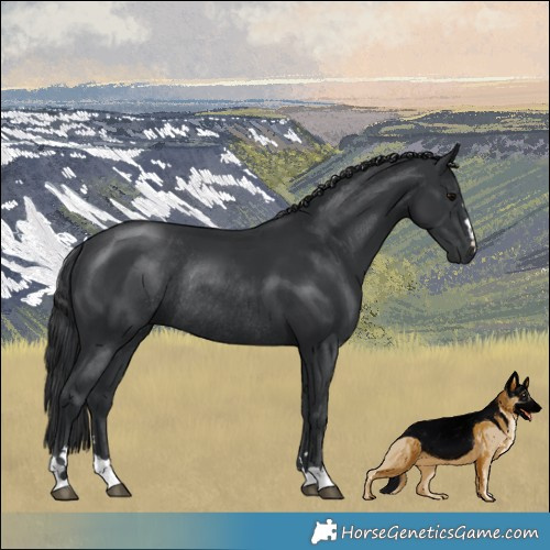 Horse Color:Black Rabicano 