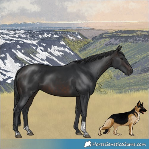Horse Color:Brown Tobiano