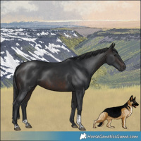 Horse Color:Brown Tobiano