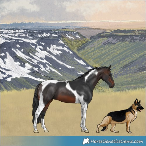 Horse Color:Brown Tobiano