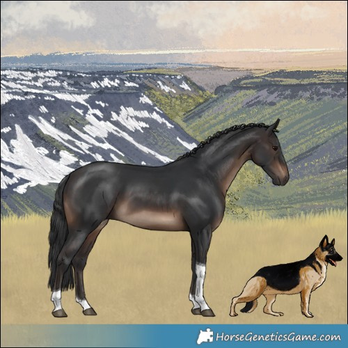 Horse Color:Brown Tobiano 