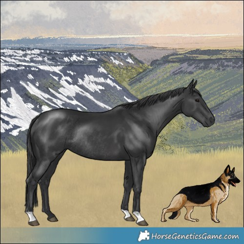 Horse Color:Black Mushroom Rabicano 