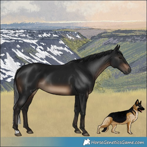 Horse Color:Unknown 
