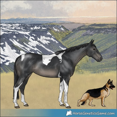 Horse Color:Black Tobiano Rabicano 