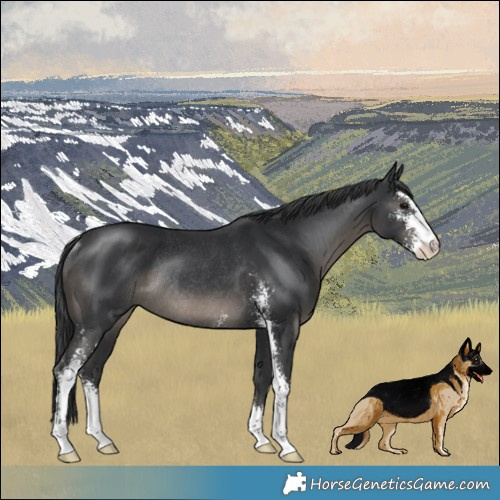 Horse Color:Black Mushroom Sabino Rabicano 