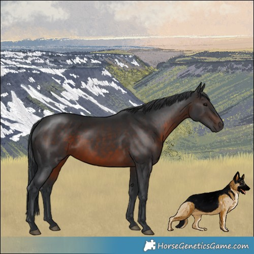 Horse Color:Brown Rabicano 