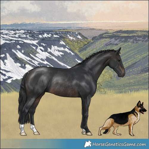 Horse Color:Brown Rabicano