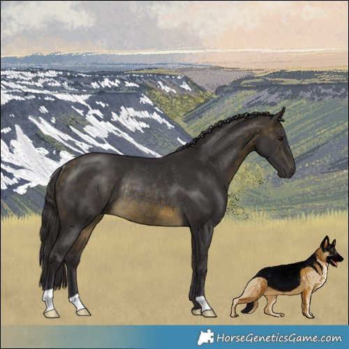 Horse Color:Buckskin Mushroom Rabicano