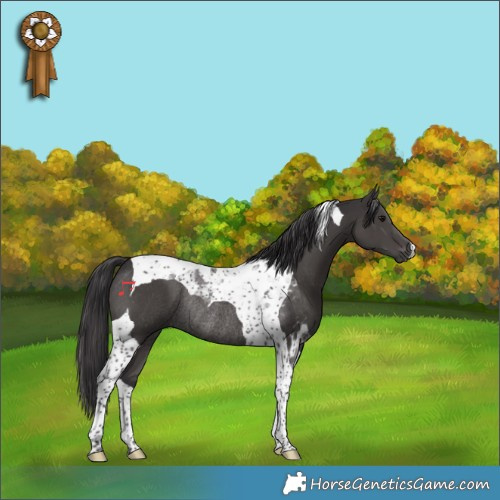 Horse Color:Smoky Black Tobiano Rabicano 
