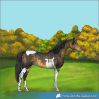 Horse Color:Buckskin Tobiano Rabicano