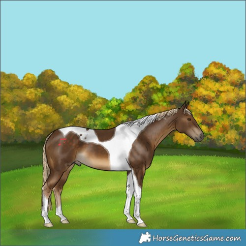 Horse Color:Chocolate Palomino Tobiano 