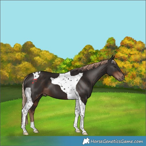 Horse Color:Liver Chestnut Tobiano 