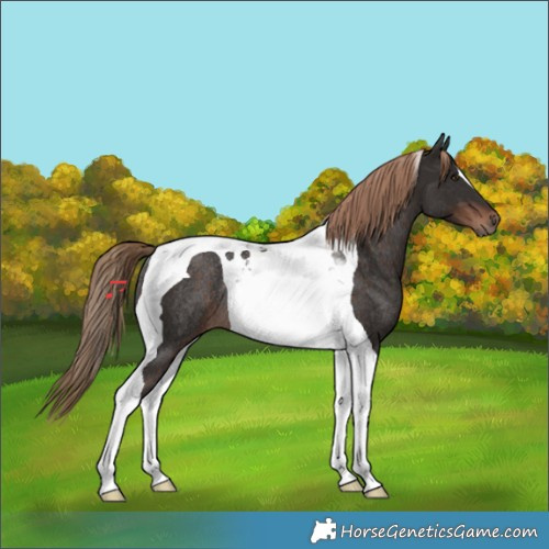 Horse Color:Liver Chestnut Tobiano Rabicano 