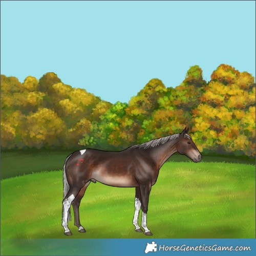 Horse Color:Silver Brown Tobiano Rabicano