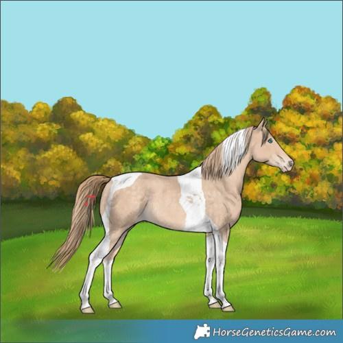 Horse Color:Perlino Tobiano Rabicano 