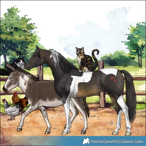 Horse Color:Buckskin Tobiano 