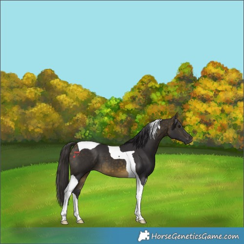 Horse Color:Buckskin Tobiano 