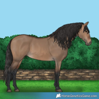 Horse Color:Brown Dun