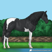 Horse Color:Black Tobiano