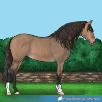 Horse Color:Bay Dun 