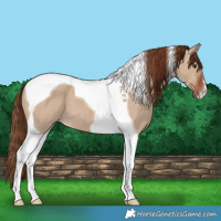 Horse Color:Red Dun Tobiano