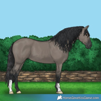 Horse Color:Grullo 