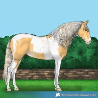 Horse Color:Palomino Tobiano