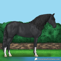 Horse Color:Black 