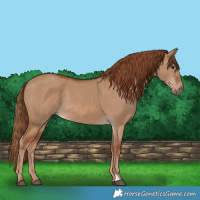 Horse Color:Red Dun