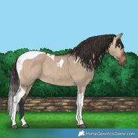 Horse Color:Bay Dun Tobiano