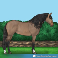 Horse Color:Brown Dun